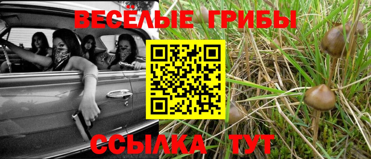 Псилоцибиновые грибы Psilocybine cubensis Нарткала